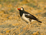 Image. Pied Myna