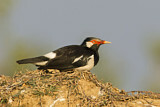 Image. Pied Myna