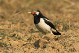 Image. Pied Myna