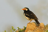 Image. Pied Myna