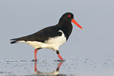 Image. Pied Oystercatcher