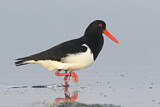 Image. Pied Oystercatcher