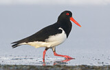 Image. Pied Oystercatcher
