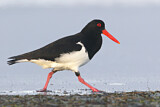 Image. Pied Oystercatcher