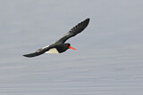 Image. Pied Oystercatcher