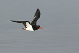 Image. Pied Oystercatcher