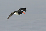 Image. Pied Oystercatcher