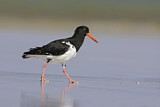 Image. Pied Oystercatcher
