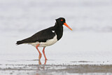 Image. Pied Oystercatcher