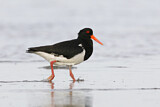 Image. Pied Oystercatcher