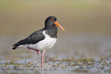 Image. Pied Oystercatcher
