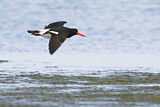 Image. Pied Oystercatcher