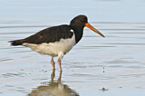 Image. Pied Oystercatcher