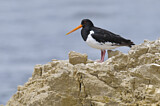 Image. Pied Oystercatcher