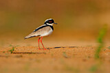 Image. Pied Plover