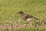 Image. Pied Starling