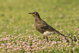Image. Pied Starling