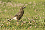 Image. Pied Starling