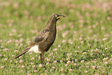 Image. Pied Starling