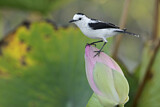 Image. Pied Water Tyrant
