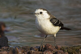 Image. Pied Water Tyrant