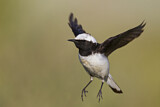Image. Pied Wheatear