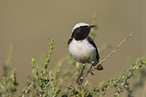 Image. Pied Wheatear