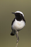Image. Pied Wheatear