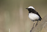 Image. Pied Wheatear