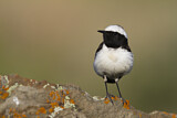 Image. Pied Wheatear