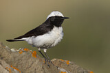 Image. Pied Wheatear
