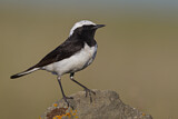 Image. Pied Wheatear