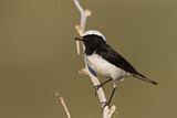Image. Pied Wheatear