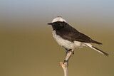 Image. Pied Wheatear