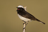 Image. Pied Wheatear