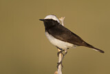Image. Pied Wheatear