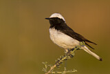 Image. Pied Wheatear