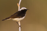 Image. Pied Wheatear
