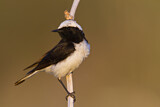 Image. Pied Wheatear