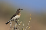 Image. Pied Wheatear