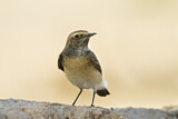 Image. Pied Wheatear