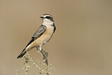 Image. Pied Wheatear