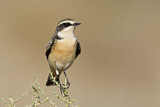Image. Pied Wheatear