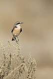 Image. Pied Wheatear