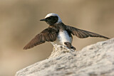 Image. Pied Wheatear