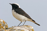 Image. Pied Wheatear