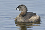 Image. Pied-billed Grebe