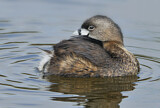 Image. Pied-billed Grebe