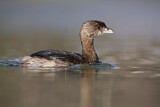 Image. Pied-billed Grebe