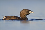 Image. Pied-billed Grebe